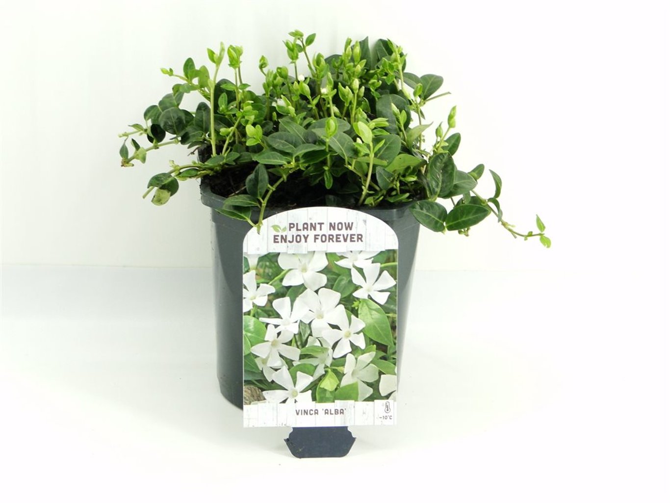 Vinca minor 'Alba' - C2